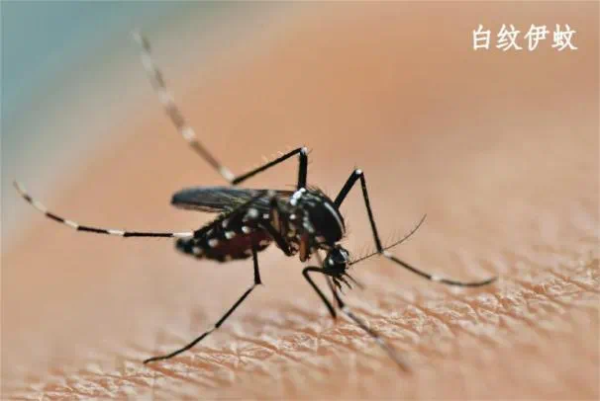 上上策 输入风险持续存在！广州疾控提醒：警惕基孔肯雅热“登堂入室”